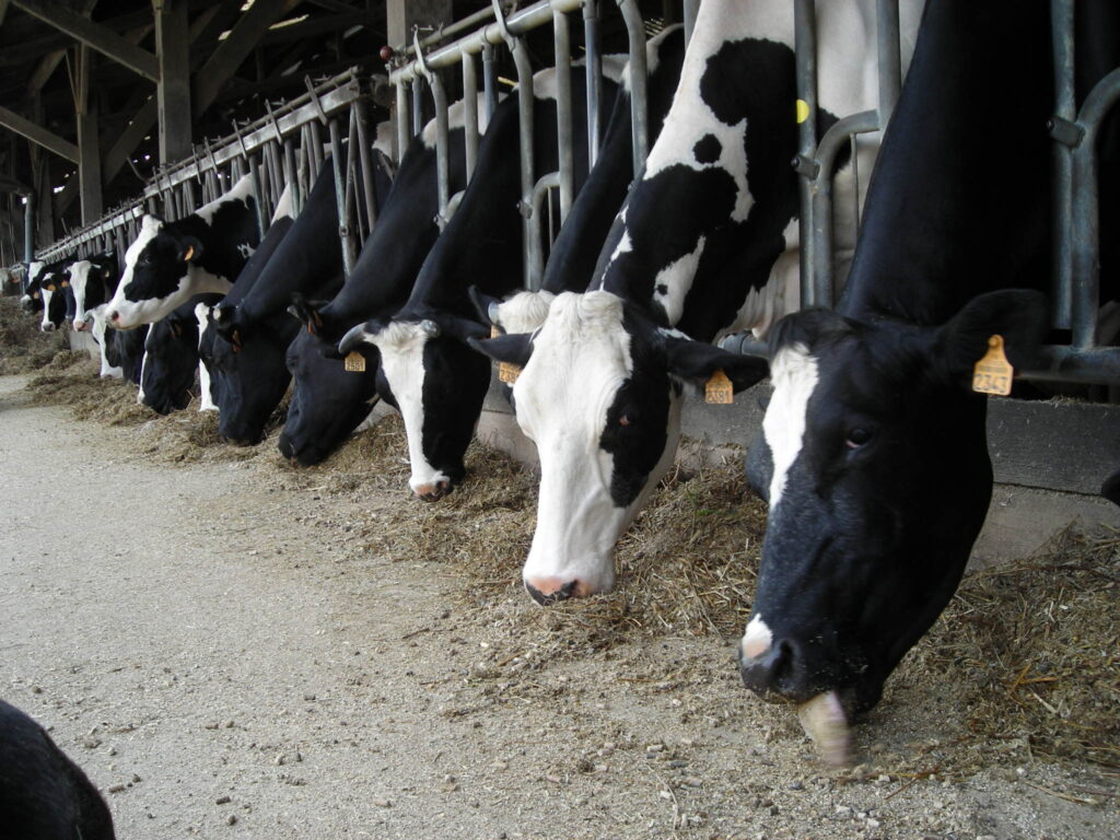 vache laitière alimentation