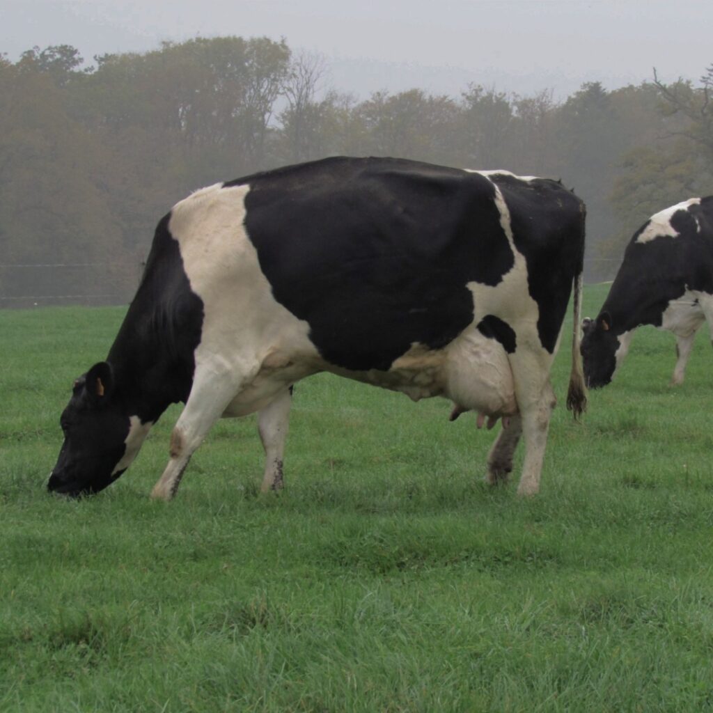 vache laitière au pâturage