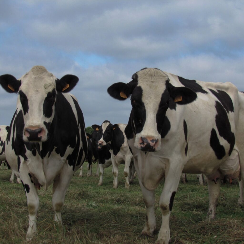 vache laitière de face au pâturage