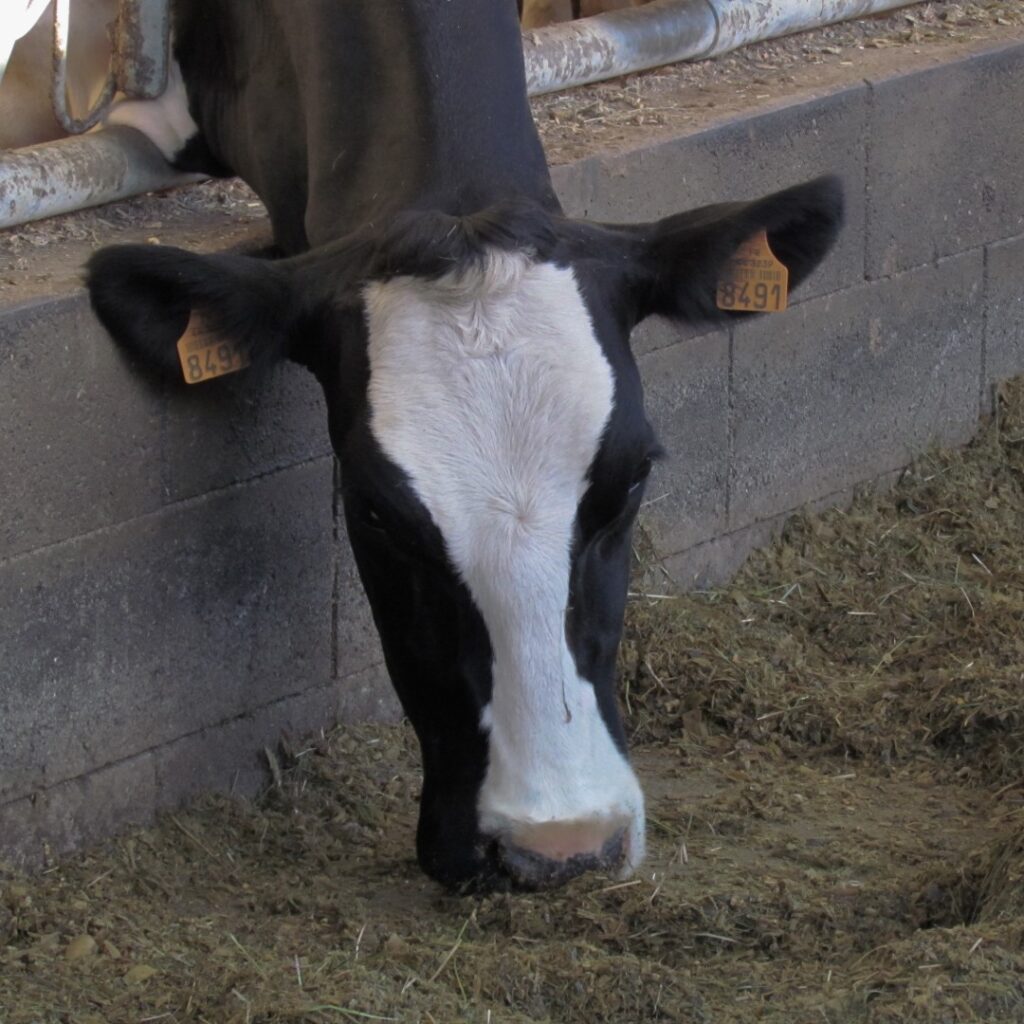 vache production laitière