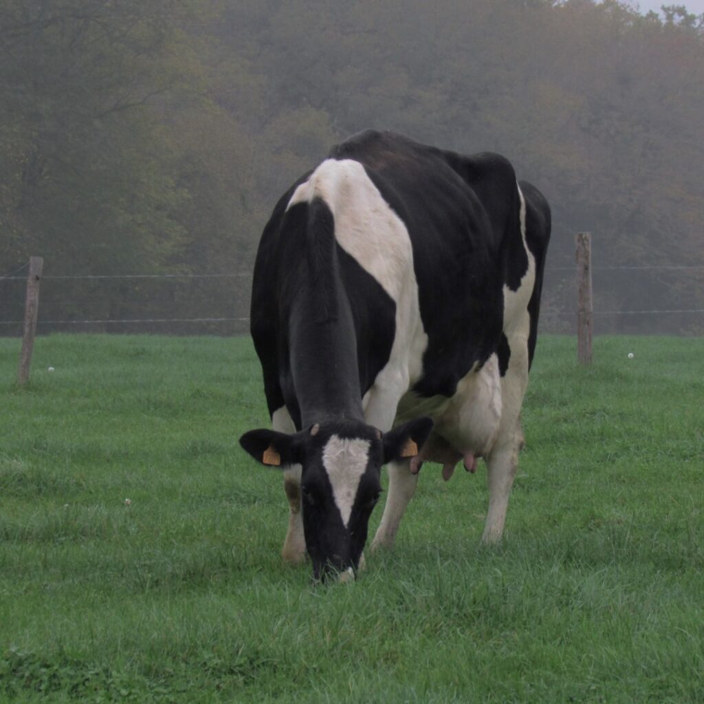 vache laitière au pâturage