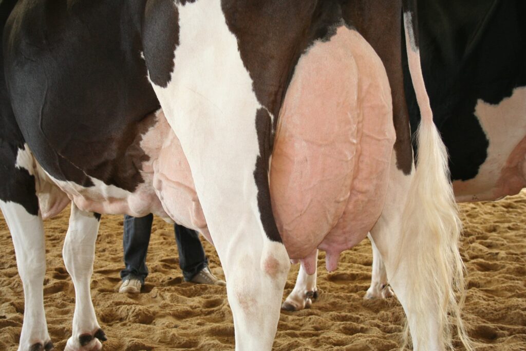 mamelle vache laitière