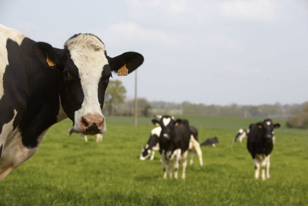 Génotypage des vaches