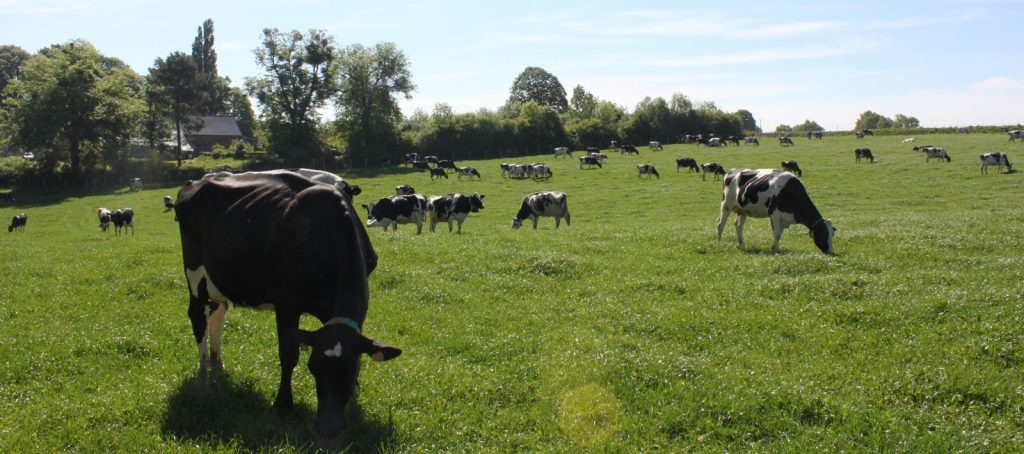 Génotypage des vaches