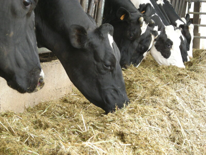 vache laitière nutrition