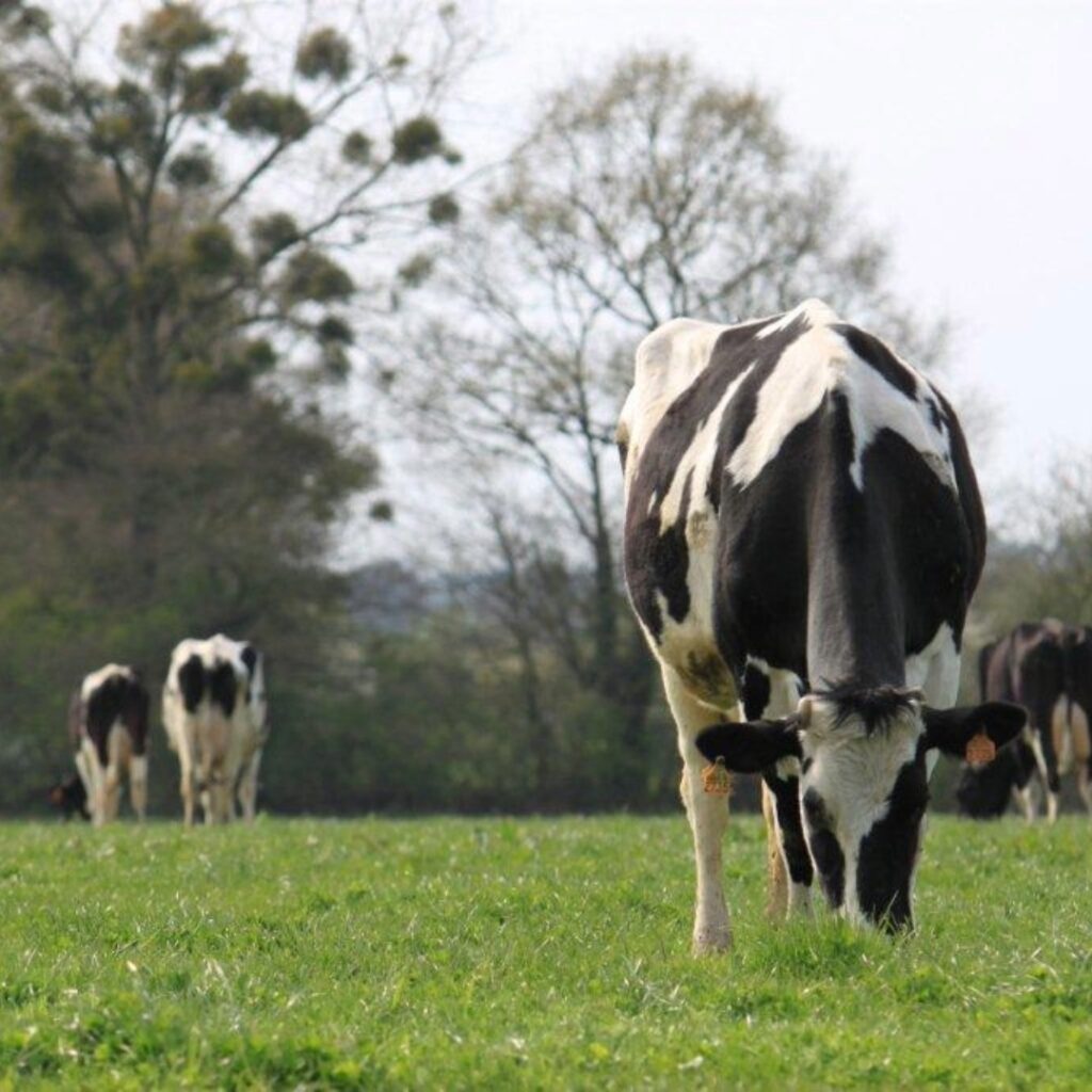 vache laitière au pâturage