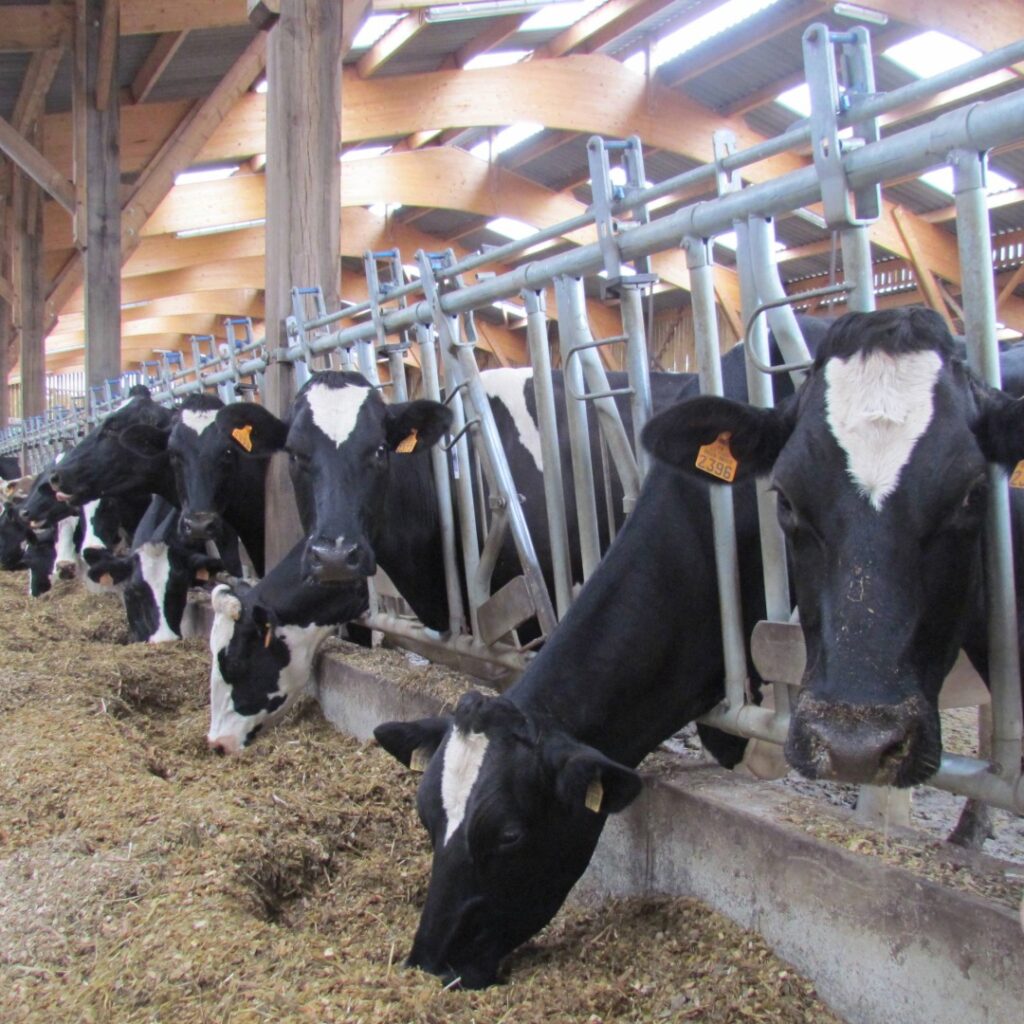 vache laitière au cornadis alimentation