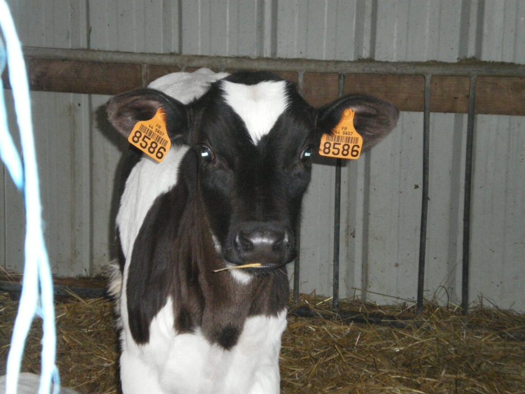 veau primholstein boucle