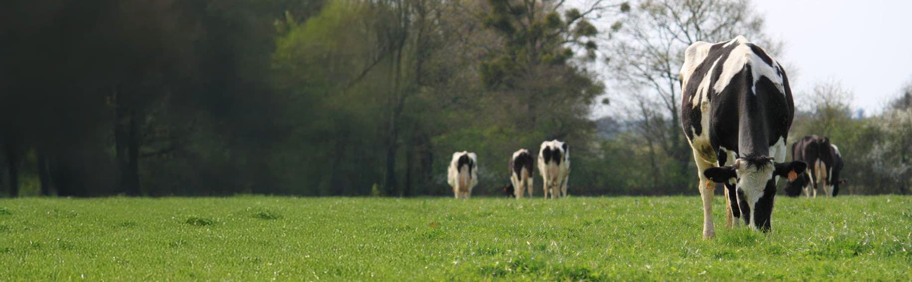 vache laitière au pâturage